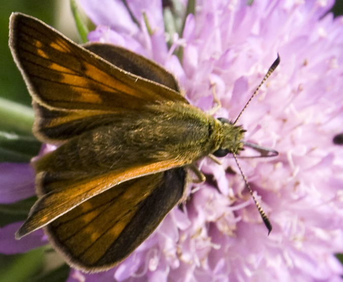 Hesperia comma? No Ochlodes sylvanus